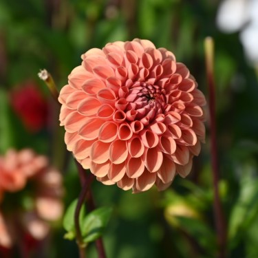 Dahlia 'Cornel Brons' Dahlia 'Cornel Brons'