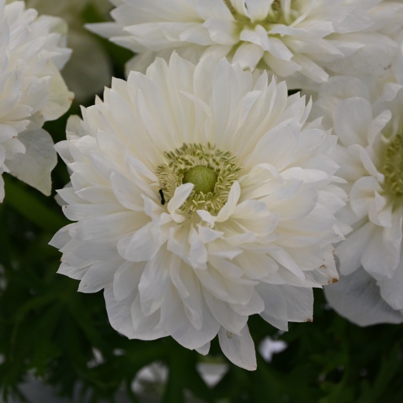 Anemone coronaria LEVANTE®-Bianco- Anemone coronaria LEVANTE®-Bianco-
