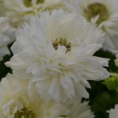 Anemone coronaria LEVANTE®-Bianco- Anemone coronaria LEVANTE®-Bianco-