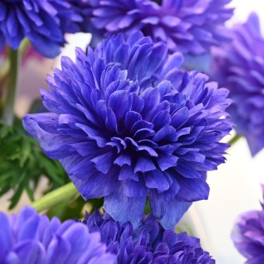 Anemone coronaria LEVANTE®-Blu-