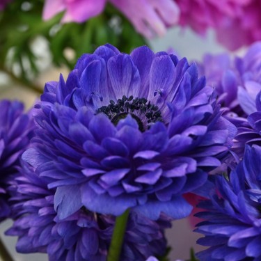 Anemone coronaria LEVANTE®-Blu- Anemone coronaria LEVANTE®-Blu-