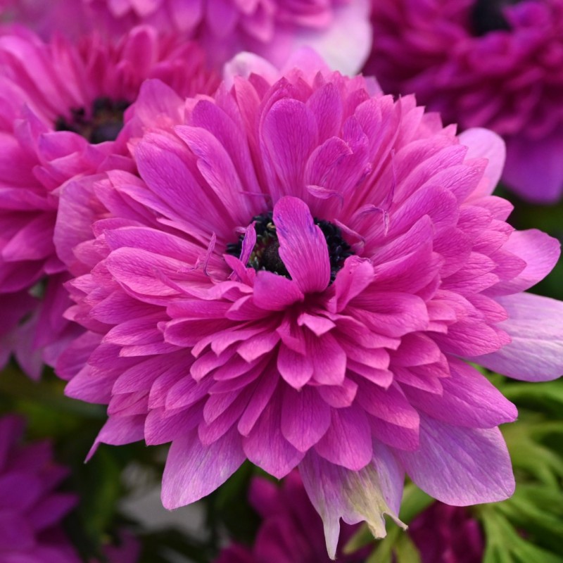Anemone coronaria LEVANTE®-Fuchsia- Anemone coronaria LEVANTE®-Fuchsia-