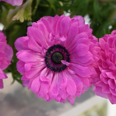 Anemone coronaria LEVANTE®-Fuchsia- Anemone coronaria LEVANTE®-Fuchsia-