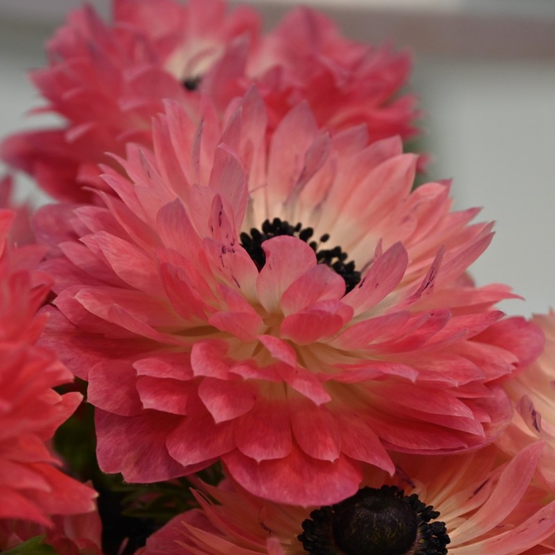 Anemone coronaria LEVANTE®-Rosa- Anemone coronaria LEVANTE®-Rosa-