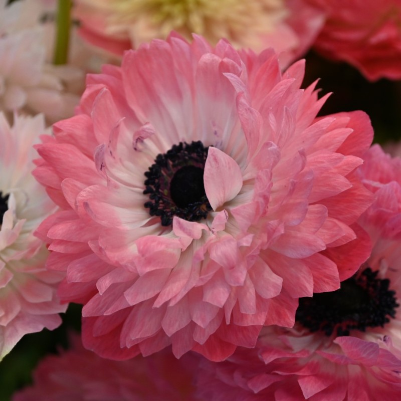 Anemone coronaria LEVANTE®-Rosa- Anemone coronaria LEVANTE®-Rosa-
