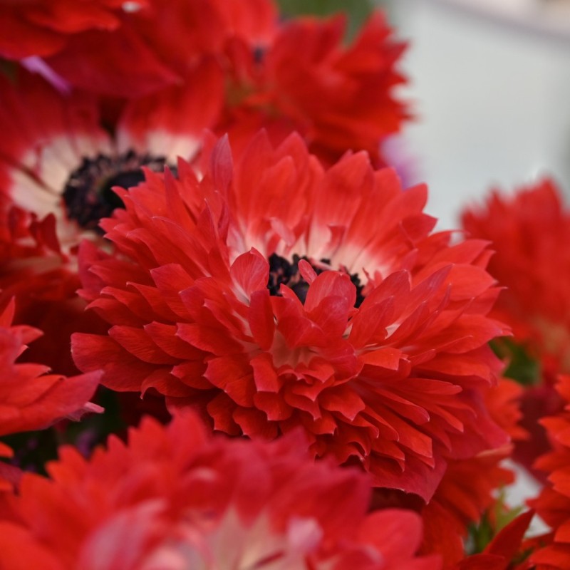 Anemone coronaria LEVANTE®-Rosso- Anemone coronaria LEVANTE®-Rosso-