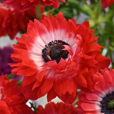 Anemone coronaria LEVANTE®-Rosso- Anemone coronaria LEVANTE®-Rosso-