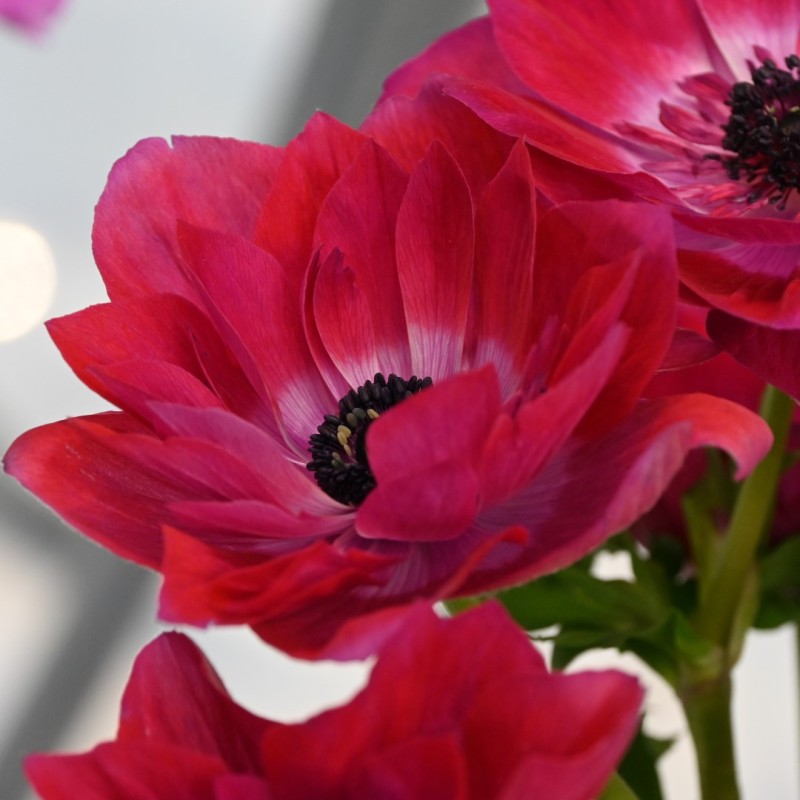 Anemone coronaria MISTRAL® 'Magenta' Anemone coronaria MISTRAL® 'Magenta'