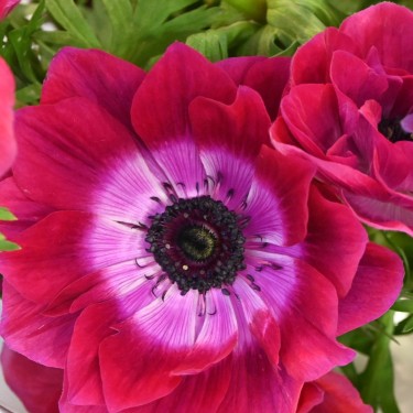 Anemone coronaria MISTRAL® 'Magenta' Anemone coronaria MISTRAL® 'Magenta'