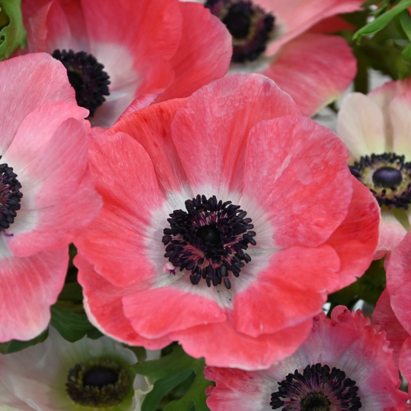 Anemone coronaria MISTRAL PLUS® 'Rosa Shocking' Anemone coronaria MISTRAL PLUS® 'Rosa Shocking'