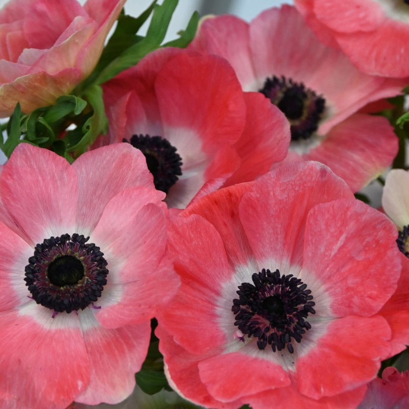 Anemone coronaria MISTRAL PLUS® 'Rosa Shocking' Anemone coronaria MISTRAL PLUS® 'Rosa Shocking'