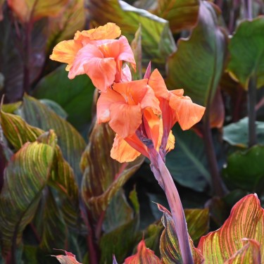 Canna 'Durban'