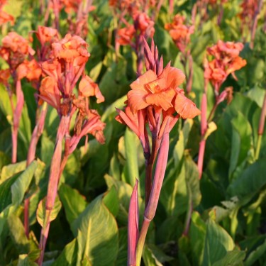 Canna 'Pretoria'