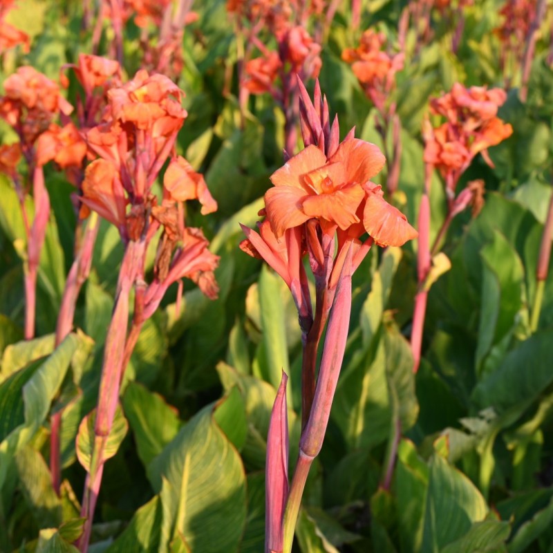 Canna 'Pretoria'