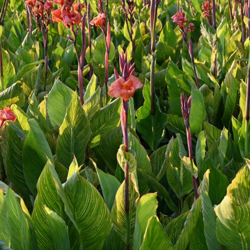 Canna 'Pretoria'