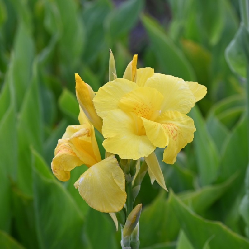 Canna 'Richard Wallace'