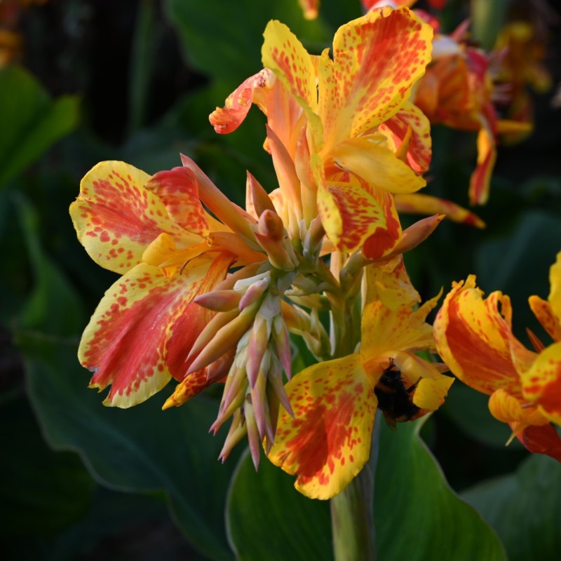Canna 'Taroundant'