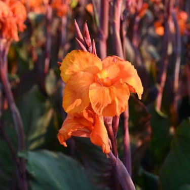 Canna 'Wyoming'