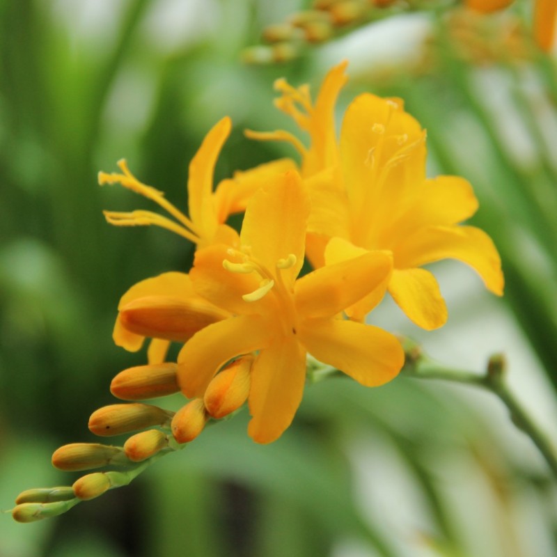 Crocosmia 'Paul's Best Yellow' Crocosmia 'Paul's Best Yellow'