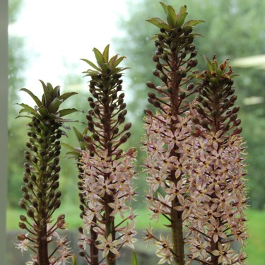 Eucomis comosa