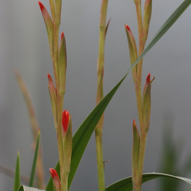 Gladiolus dalenii Gladiolus dalenii