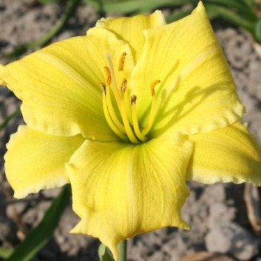Hemerocallis 'Endlesslily Yellow'