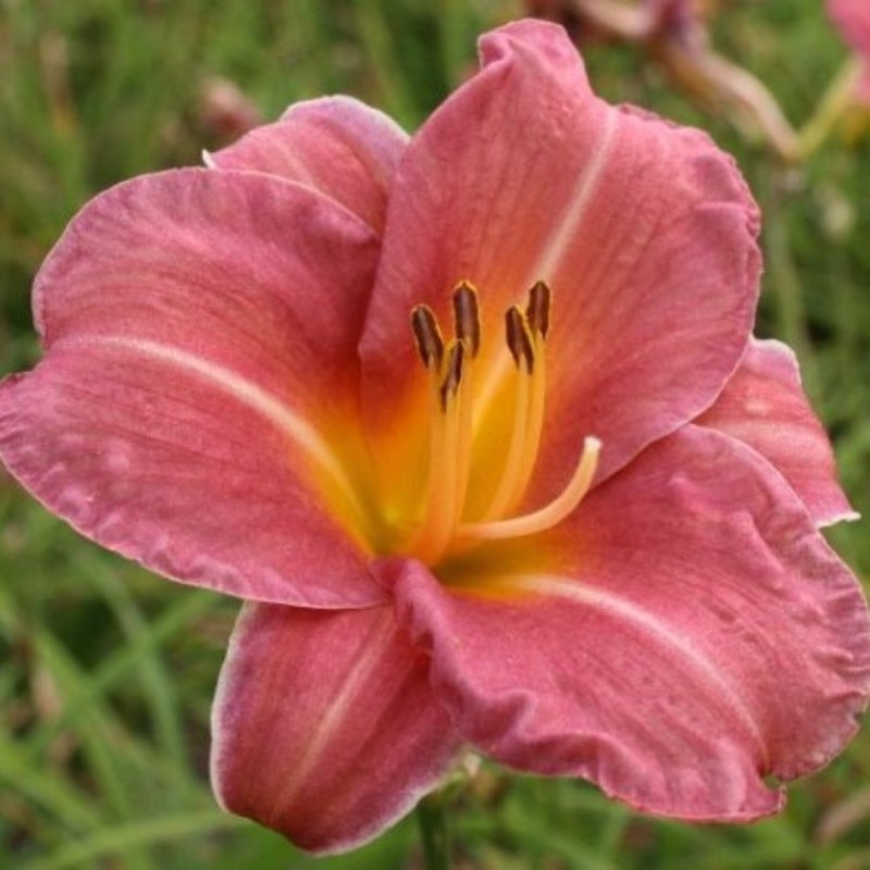 Hemerocallis 'Endlesslily Coral' Hemerocallis 'Endlesslily Coral'