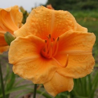 Hemerocallis 'Endlesslily Orange'