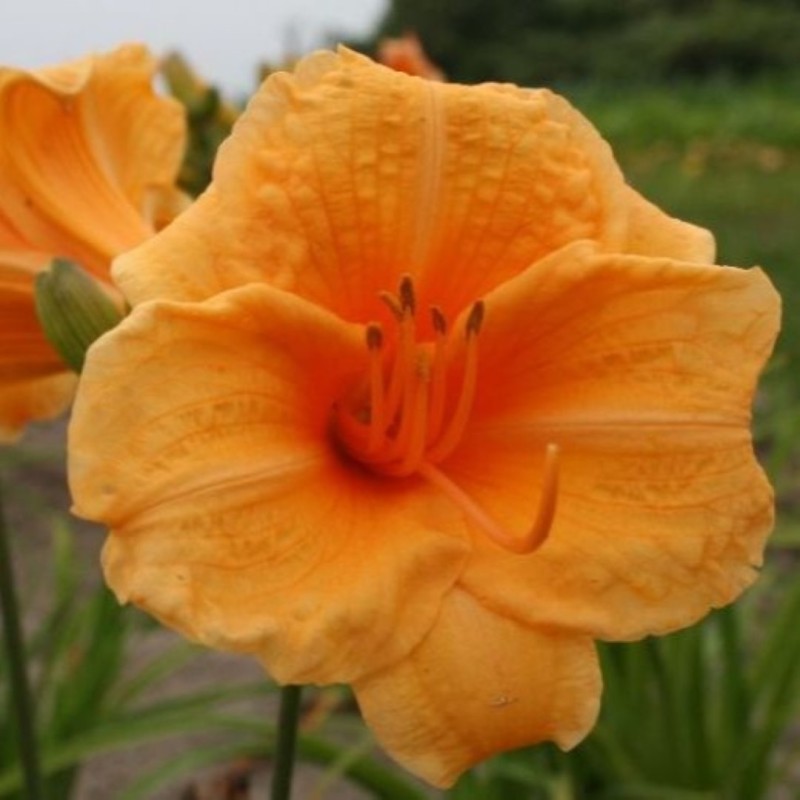 Hemerocallis 'Endlesslily Orange'