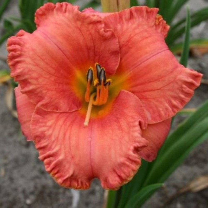 Hemerocallis 'St. Simons Island'