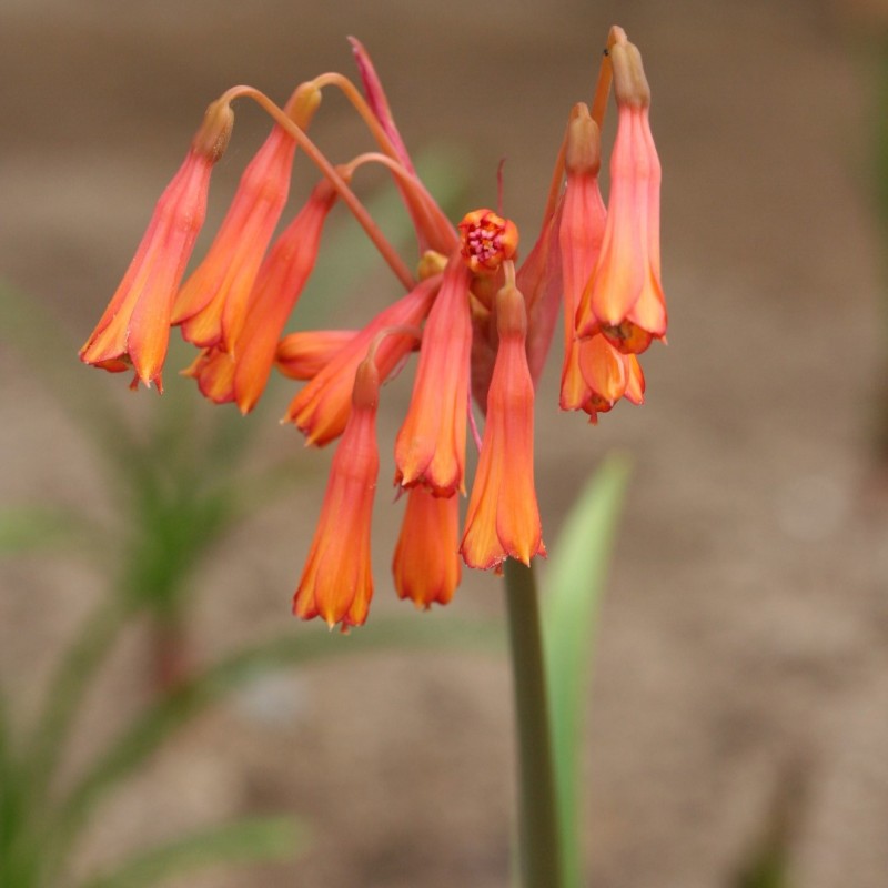 Hieronymiella marginata