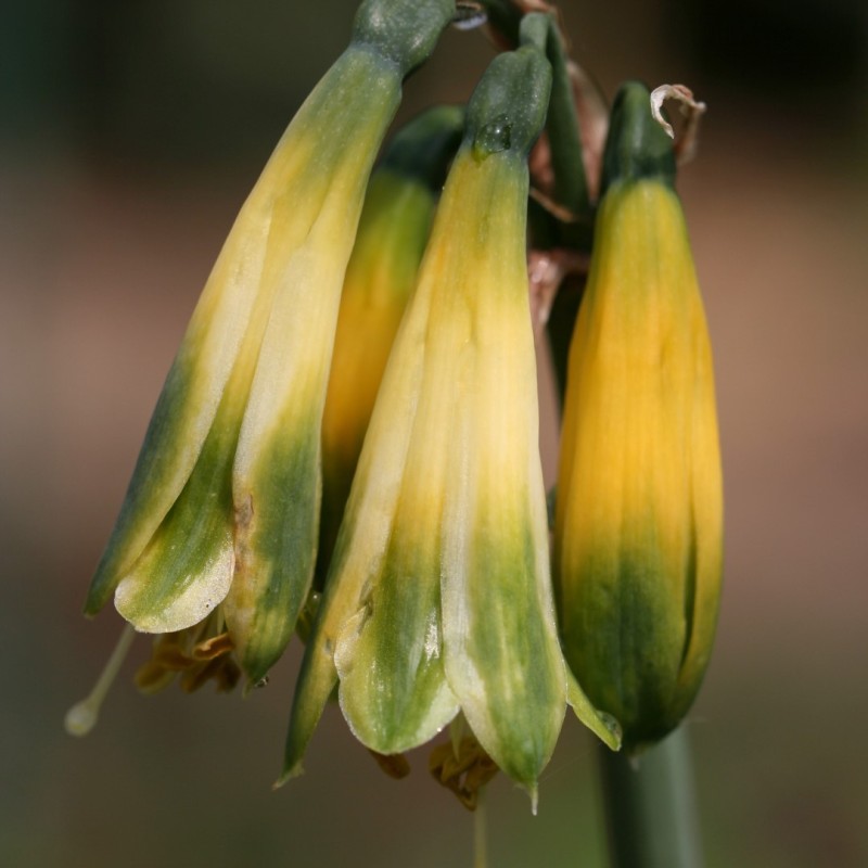 Phaedranassa viridiflora Phaedranassa viridiflora