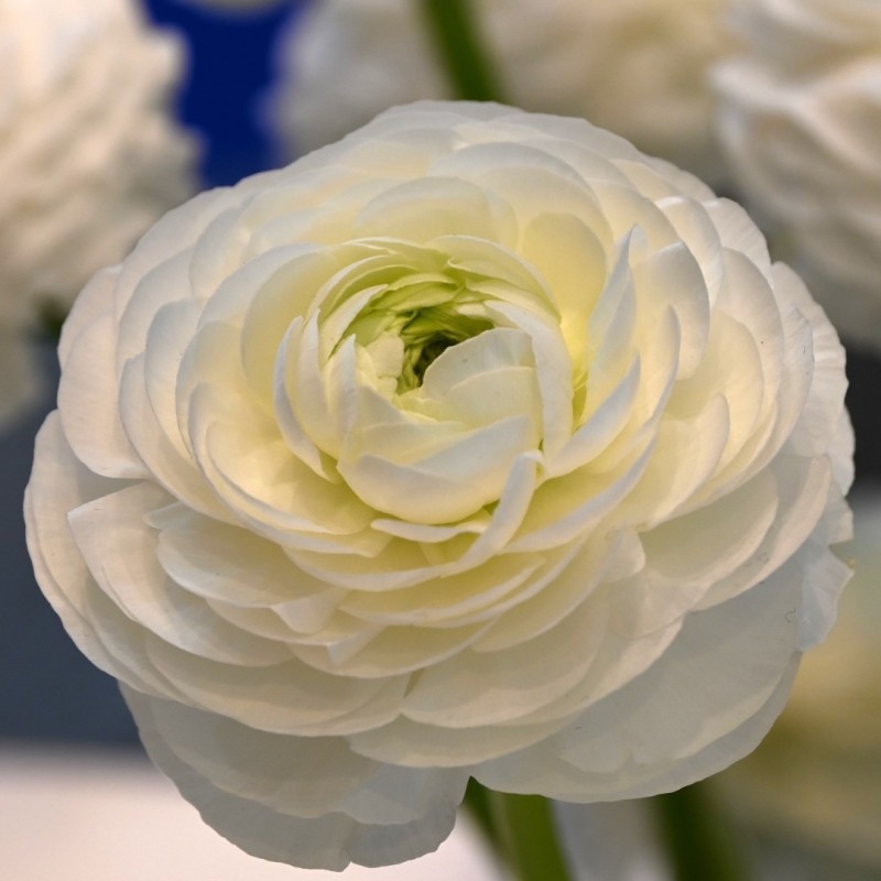 Ranunculus ELEGANCE® 'Bianco'