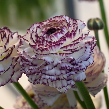 Ranunculus ELEGANCE® 'Bianco Striato'