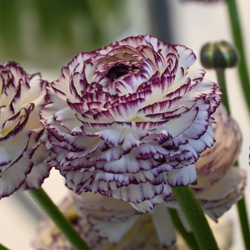 Ranunculus ELEGANCE® 'Bianco Striato' Ranunculus ELEGANCE® 'Bianco Striato'