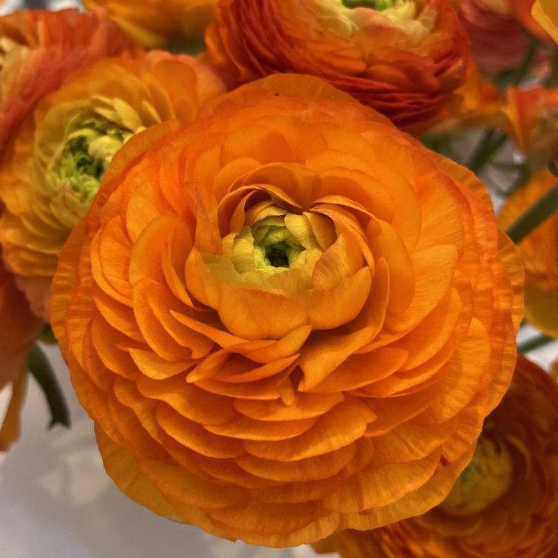 Ranunculus ELEGANCE® 'Clementine' Ranunculus ELEGANCE® 'Clementine'