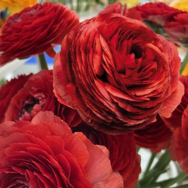 Ranunculus ELEGANCE® 'Cioccolato'