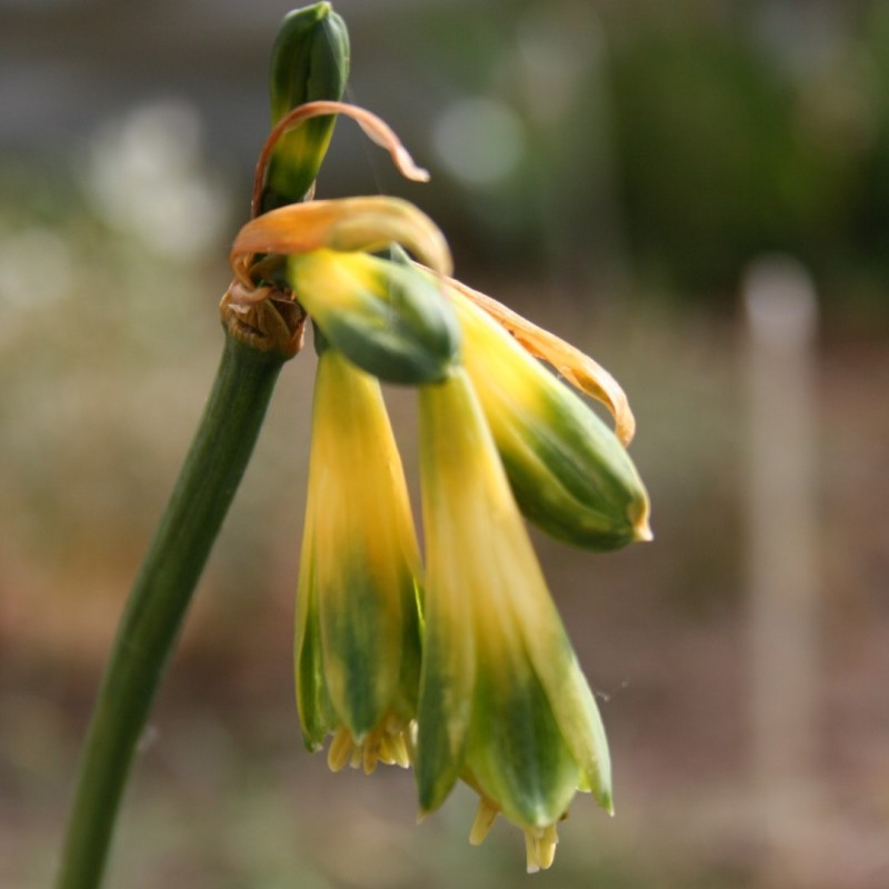 Phaedranassa viridiflora Phaedranassa viridiflora