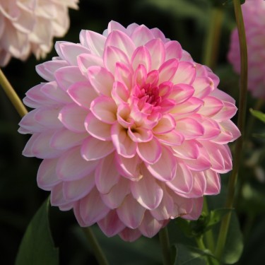 Dahlia 'Arbatax'