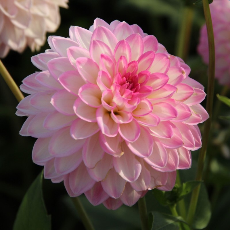 Dahlia 'Arbatax' Dahlia 'Arbatax'