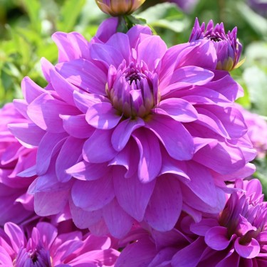 Dahlia 'Bluetiful' Dahlia 'Bluetiful'