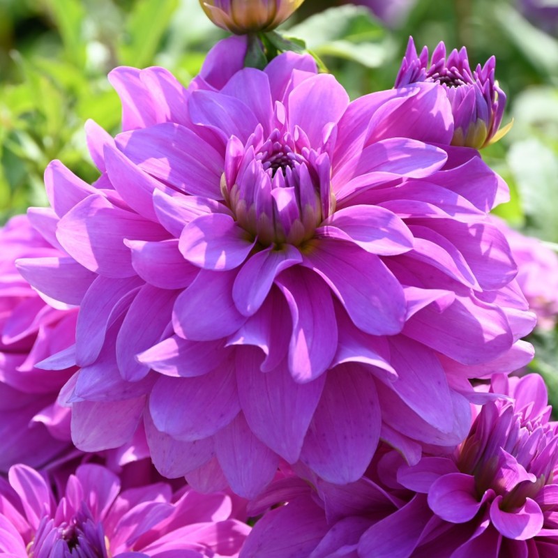 Dahlia 'Bluetiful' Dahlia 'Bluetiful'
