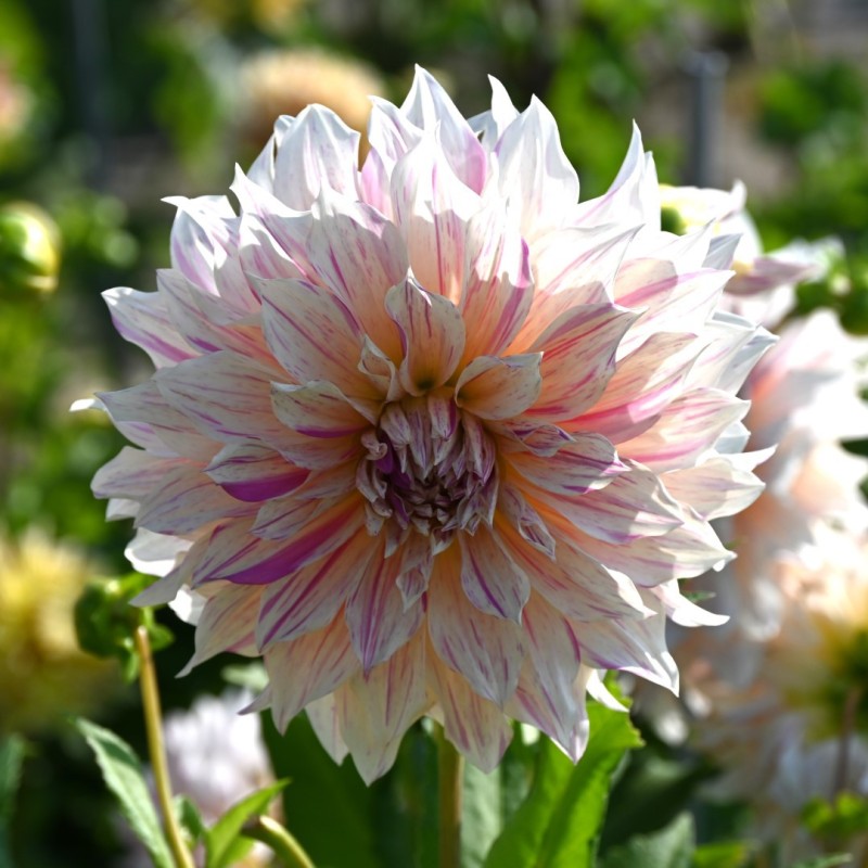 Dahlia 'Café au Lait Twist' Dahlia 'Café au Lait Twist'