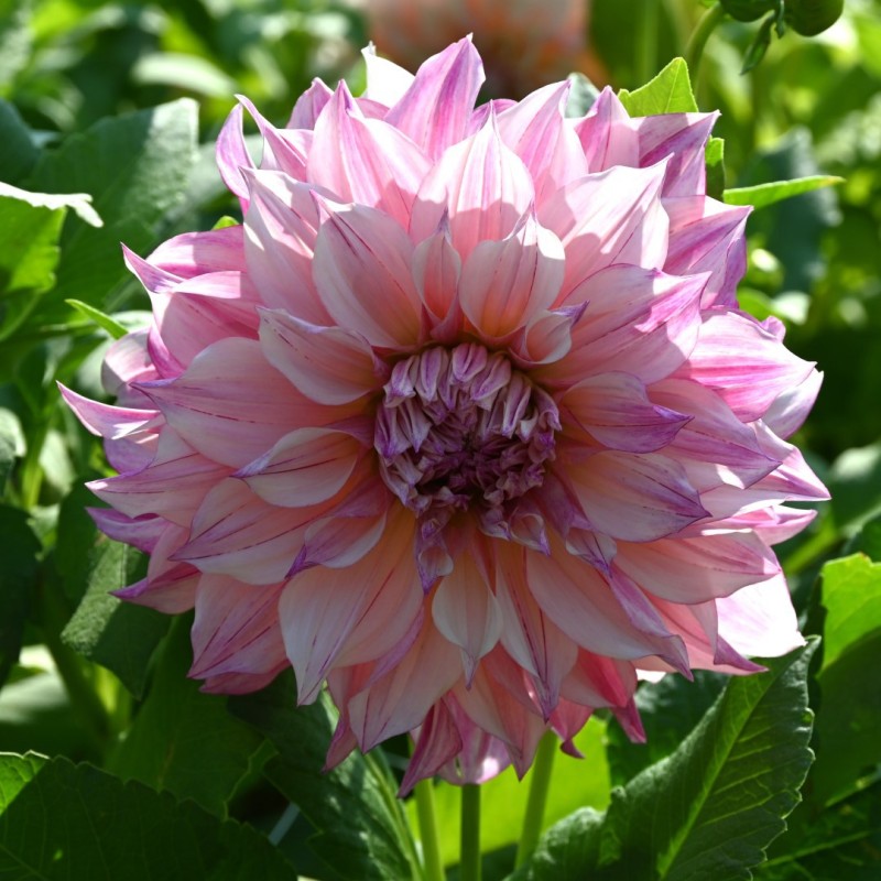 Dahlia 'Café au Lait Royal' Dahlia 'Café au Lait Royal'