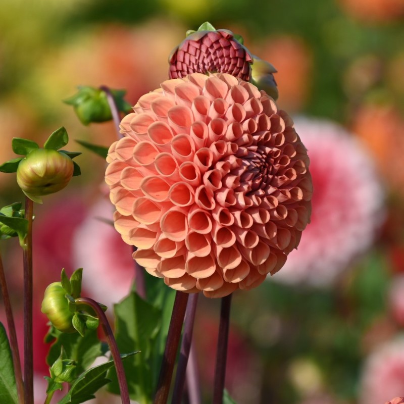 Dahlia 'Cornel Brons' Dahlia 'Cornel Brons'