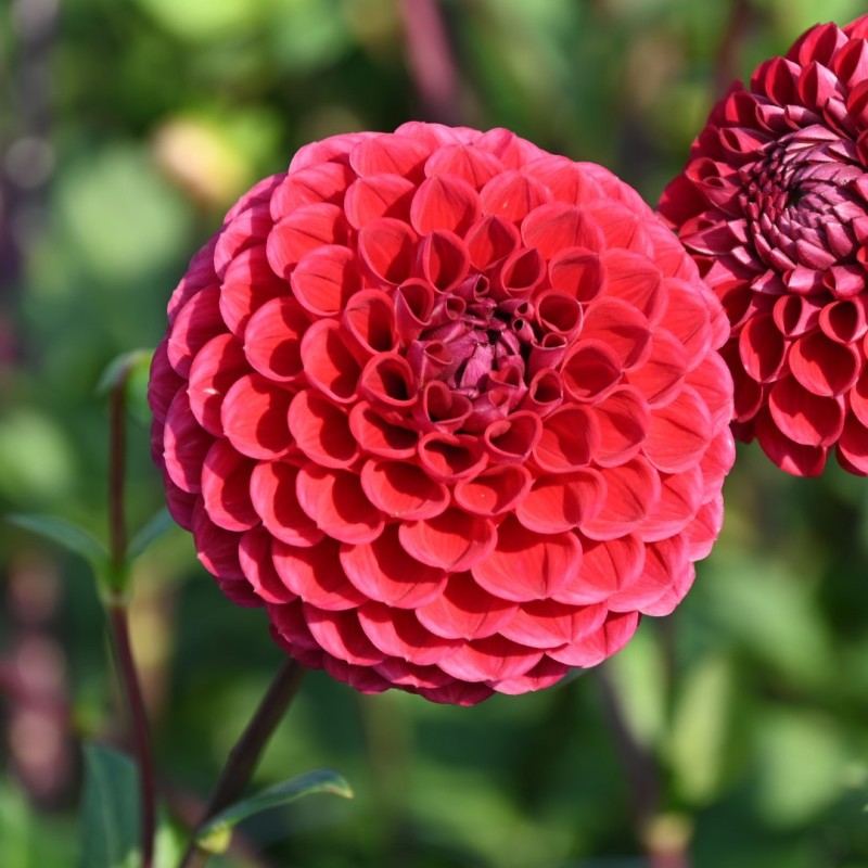 Dahlia 'Cornel' Dahlia 'Cornel'