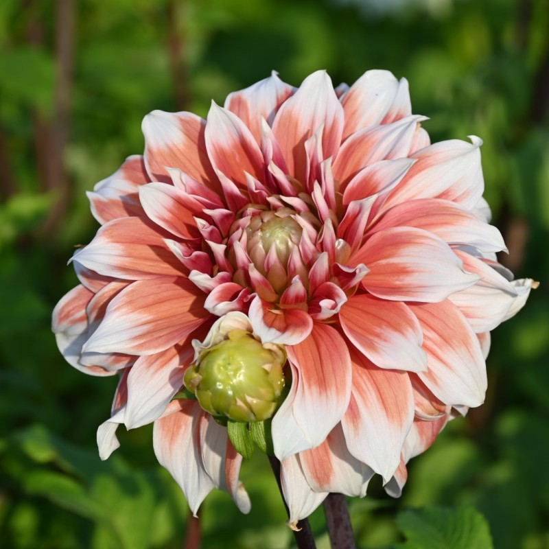 Dahlia 'Frost Nip' Dahlia 'Frost Nip'