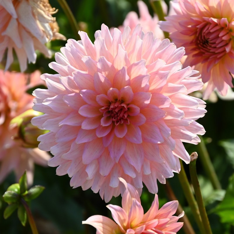 Dahlia 'Gallery Leonardo' ® Dahlia 'Gallery Leonardo' ®
