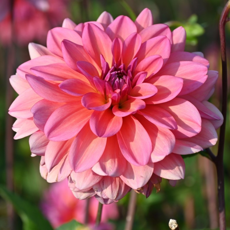 Dahlia 'Great Silence' Dahlia 'Great Silence'