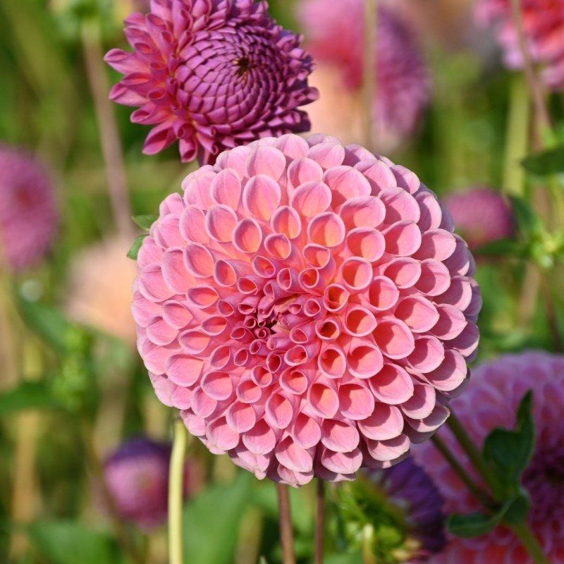 Dahlia 'Jowey Winnie' Dahlia 'Jowey Winnie'